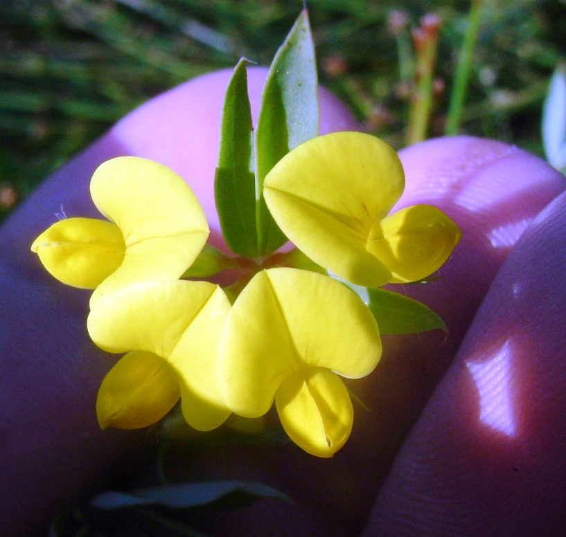 Lotus corniculatus